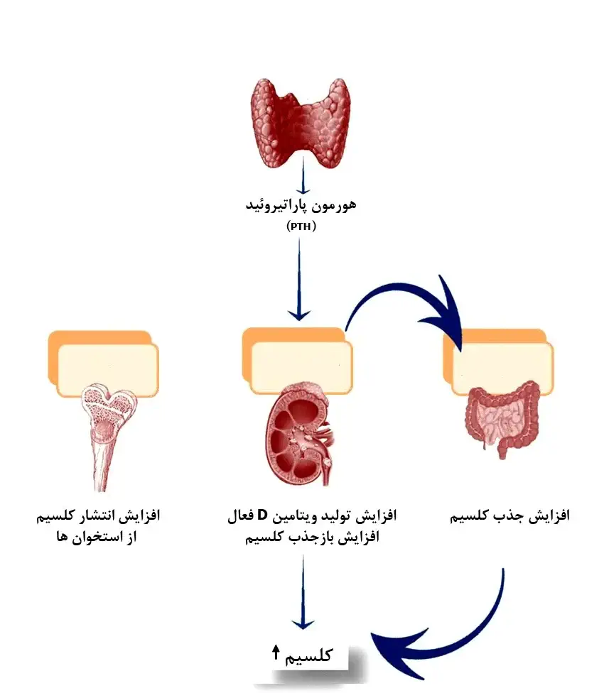 نقش-غده-پاراتیروئید-در-بدن-چیست