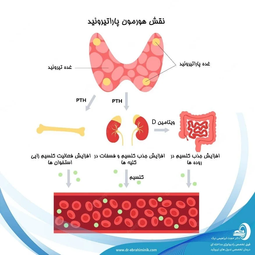 نقش_هورمون_پاراتیروئید